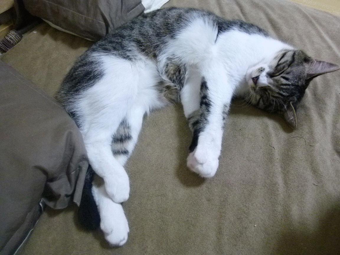 开云体育平台APP-银绿风暴，阿斯顿马丁的赛道霸权与阿隆索不熄的火焰