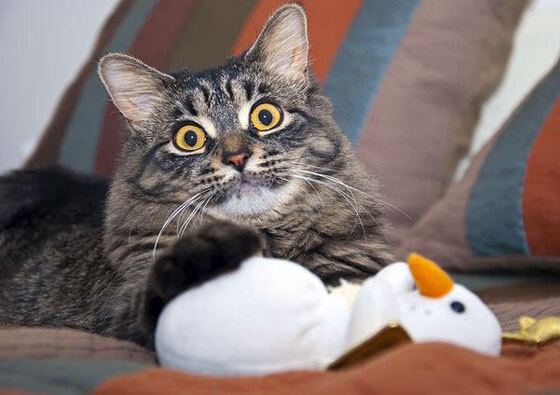 银翼与烈焰,阿隆索驾驭阿斯顿马丁,以老将智慧轻取雷诺