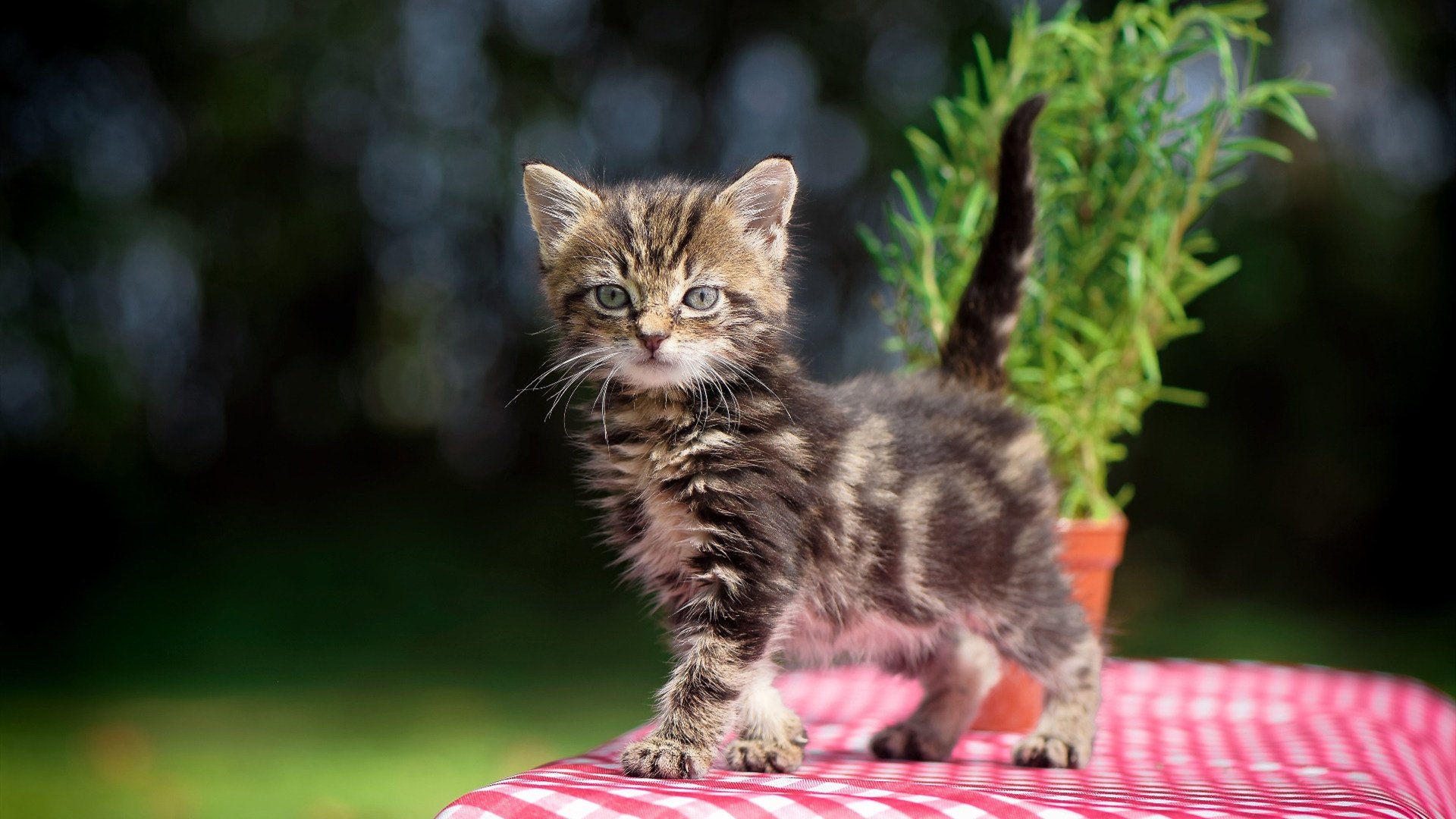 开云体育-终场哨响前的交响诗，斯通斯指挥亚特兰大压哨绝杀塞维利亚