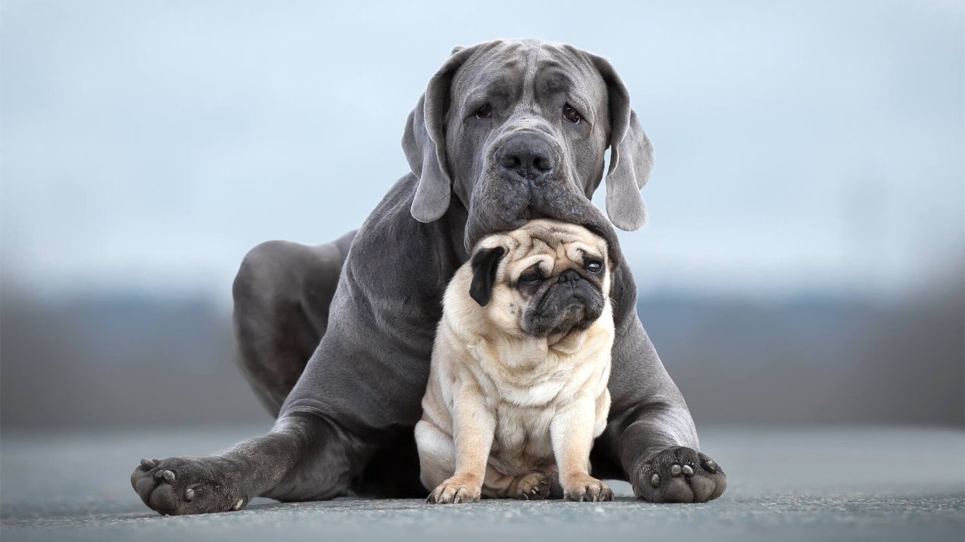 梦幻交锋，布克独木难支狂砍50+北京首钢铁血团队斩落紫金军团