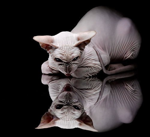 攻陷伯纳乌的双面幽灵，欧冠之夜，马克西如何用阴影统治赛场