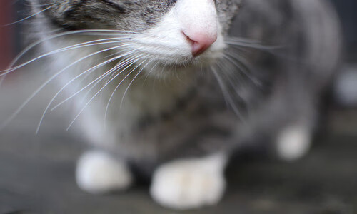 开云体育登录-沉睡巨人遇上中转站心脏，玻利维亚高原绞杀战中，托尼如何成为阿根廷唯一的胜负手？