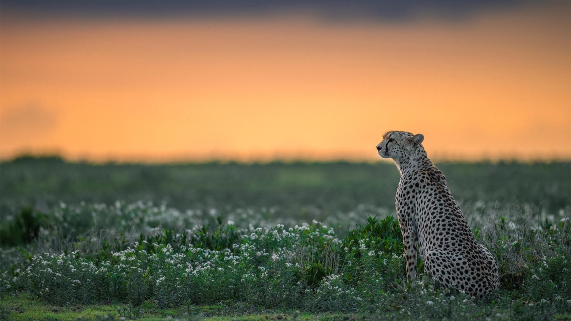 开云sport-伊拉克对阵哥伦比亚，卡瓦哈尔比赛走势一手掌控