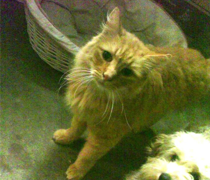 悬崖边的奇迹，抢七生死战火箭惊天逆转雷霆背后的篮球史诗