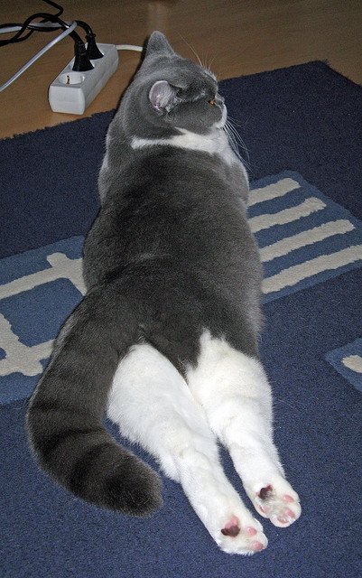 冰与火之歌,奥利维耶的灵魂烙印与勒沃库森的北欧脉搏