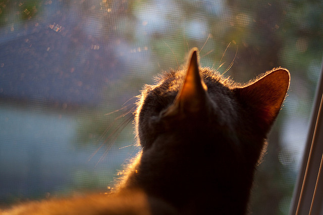 从伊比利亚到阿拉伯湾，当传控哲学遇见石油金元，卡马文加如何成为破局之钥？