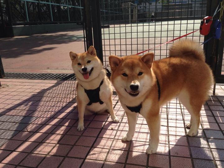 掌握节奏的团队，与打破节奏的个人