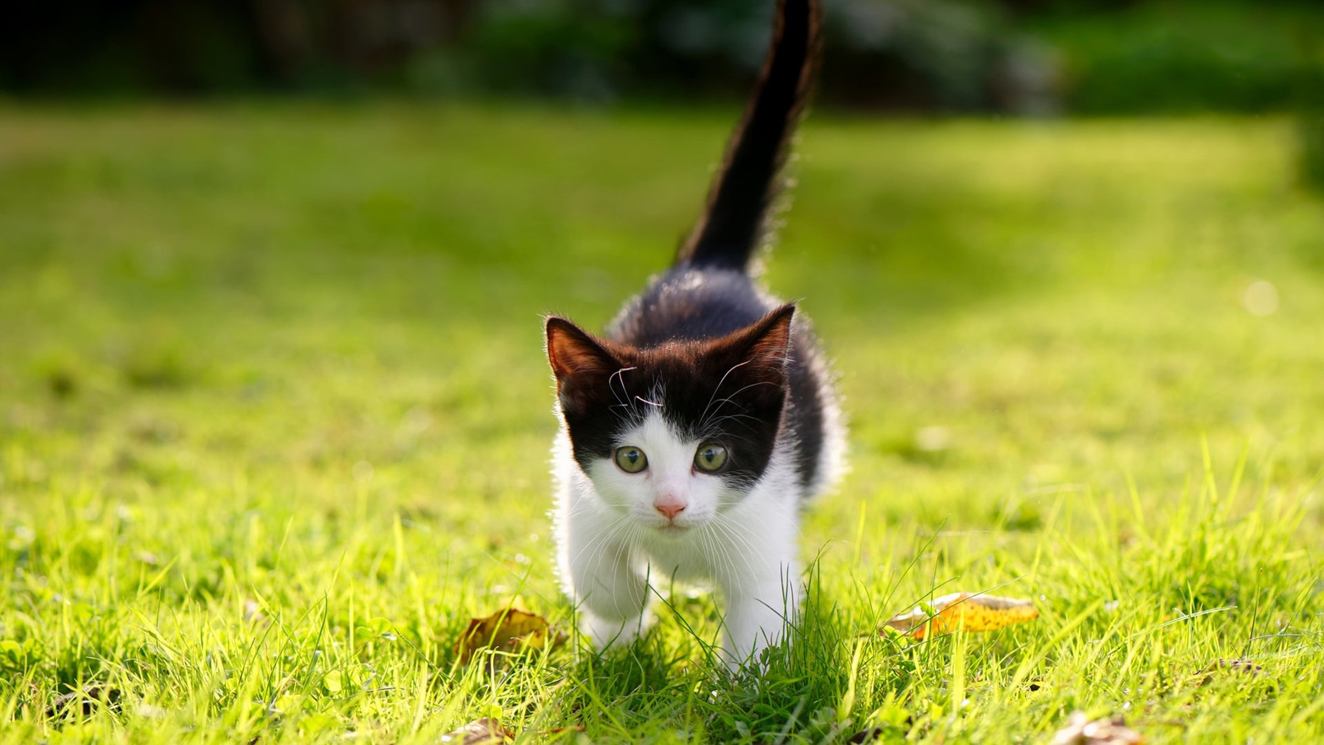 郁金香防线凋零，奥地利钢铁洪流如何终结塞维利亚神话